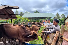 Chủ tịch UBND tỉnh yêu cầu các địa phương đẩy mạnh xây dựng cơ sở, vùng chăn nuôi an toàn dịch bệnh. Ảnh: P.V
