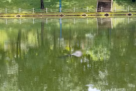 Phát hiện thi thể nam thanh niên nổi tại hồ công viên Đức Cơ