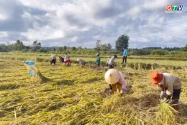 Các xã phía Tây tỉnh nỗ lực khắc phục sạt lở, khôi phục sản xuất sau bão 