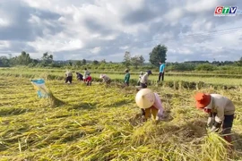 Các xã phía Tây tỉnh nỗ lực khắc phục sạt lở, khôi phục sản xuất sau bão 