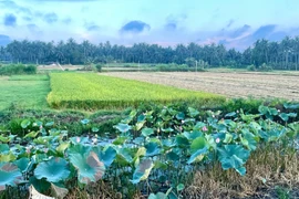 Tiếp tục miễn thuế sử dụng đất nông nghiệp trong 5 năm tới