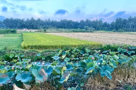 Tiếp tục miễn thuế sử dụng đất nông nghiệp trong 5 năm tới