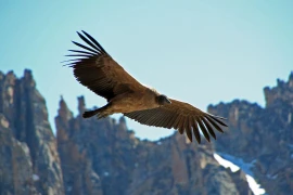 El Condor Pasa - Một điệu hồn dân ca