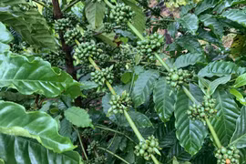 Ngày 4-6, giá cà phê, hồ tiêu đồng loạt giảm 1.000 đồng/kg