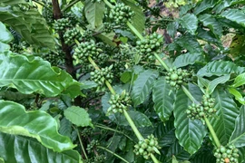 Ngày 4-6, giá cà phê, hồ tiêu đồng loạt giảm 1.000 đồng/kg