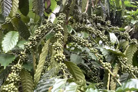 Giá tiêu và cà phê cùng tăng nhẹ trong ngày 8-7