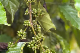 Giá cà phê ngày 22-6 tuột khỏi mốc 100.000 đồng/kg