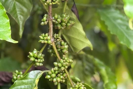 Giá cà phê ngày 22-6 tuột khỏi mốc 100.000 đồng/kg