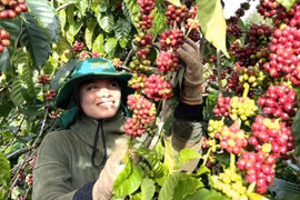 Định vị thương hiệu cà phê Gia Lai bằng chế biến sâu