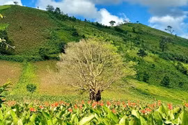 Mùa hoa dong riềng bên núi Chư Đang Ya