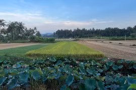 Gia Lai công bố 6 thủ tục hành chính nội bộ lĩnh vực trồng trọt và bảo vệ thực vật