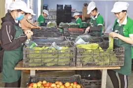 Gia Lai ban hành kế hoạch cải thiện môi trường kinh doanh