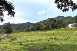 Gia Lai có 460 loài thực vật, động vật nguy cấp, quý hiếm