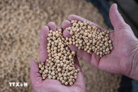 Trung Quốc đồng ý nhập khẩu 87 triệu tấn đậu nành từ Mỹ