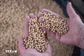 Trung Quốc đồng ý nhập khẩu 87 triệu tấn đậu nành từ Mỹ
