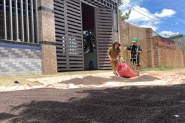Ngày 23-6, giá cà phê, hồ tiêu tại Gia Lai giữ ổn định