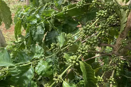 Ngày 4-7, giá tiêu và cà phê cùng quay đầu giảm