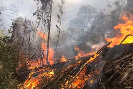 Thủ tướng Chính phủ chỉ đạo tập trung khắc phục hậu quả, xác định rõ nguyên nhân vụ cháy rừng tại Tuyên Quang