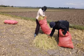 Đak Đoa: 48,5 ha lúa Đông Xuân bị khô hạn