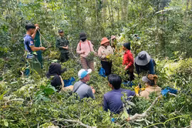 Tăng cường kiểm soát, xử lý vi phạm trong khai thác quả ươi, quả xoay