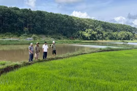 Gia Lai hướng dẫn triển khai sản xuất vụ mùa hiệu quả, bền vững, an toàn nguồn nước