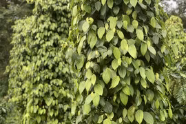 Ngày 27-6, hồ tiêu bật tăng tới 3.000 đồng/kg, cà phê tiếp tục giảm sâu 