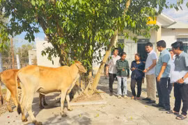 Ayun Pa hỗ trợ bò giống lai sinh sản cho 6 hộ nghèo, cận nghèo 