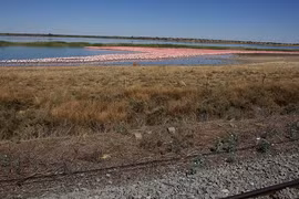Chim hồng hạc nhỏ ở Châu Phi