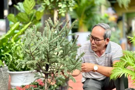 Thông Đan Mạch, phong lá đỏ “thử sức” với khí hậu phố núi Pleiku