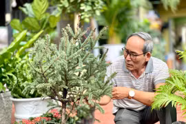 Thông Đan Mạch, phong lá đỏ “thử sức” với khí hậu phố núi Pleiku