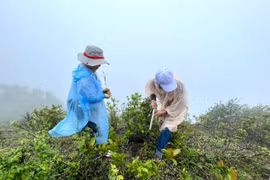 "Hành trình xanh" trên núi Chư Nâm