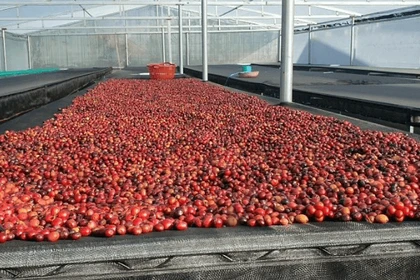 Cà phê và hồ tiêu “chững giá” phiên đầu tuần