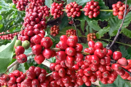 Đồng loạt tăng 1.400 đồng, giá cà phê nội địa vượt mốc 89.000 đồng/kg