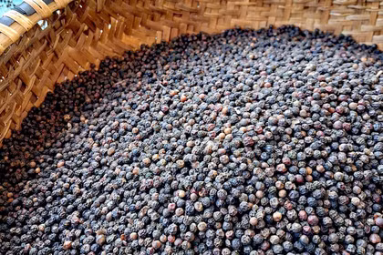 Kim ngạch xuất khẩu hồ tiêu quý I/2026 tăng hơn 30%