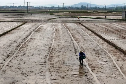 Gia Lai triển khai hơn 688 ha lúa giảm phát thải trong vụ Đông Xuân 2025-2026