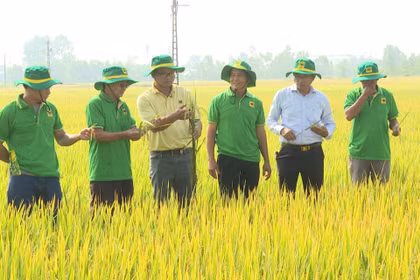 Năng suất đạt 9,5 tấn/ha từ mô hình lúa “Hành trình xanh”