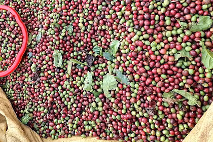 Giá cà phê giảm nhẹ, hồ tiêu đồng loạt tăng 1.000 đồng/kg