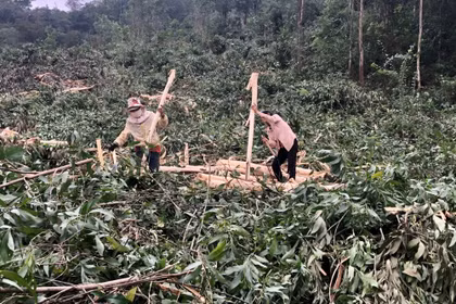 Giá gỗ nguyên liệu tăng nhưng niềm vui chưa trọn