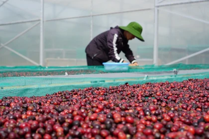 Ngày 14-12, giá cà phê trong nước xuống dưới mốc 100.000 đồng/kg.