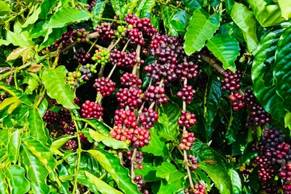 Ngày 26-11, giá cà phê trong nước tiếp tục “lao dốc”, giảm thêm 1.000-1.500 đồng/kg.