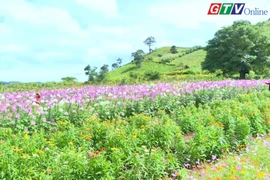 Mùa hoa túy điệp ở Chư Đang Ya