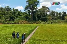 Báo và PT – TH Gia Lai có tác phẩm đạt giải khuyến khích Giải Búa liềm vàng toàn quốc năm 2025