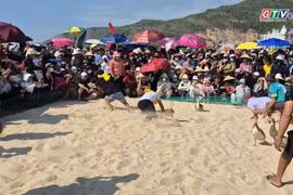 Nhơn Hải rộn ràng ngày hội