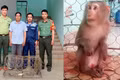 Người dân Al Bá tự nguyện giao nộp cá thể khỉ quý hiếm