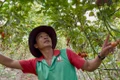 Cà chua rớt giá: Nông dân phường An Phú rơi vào cảnh khó khăn