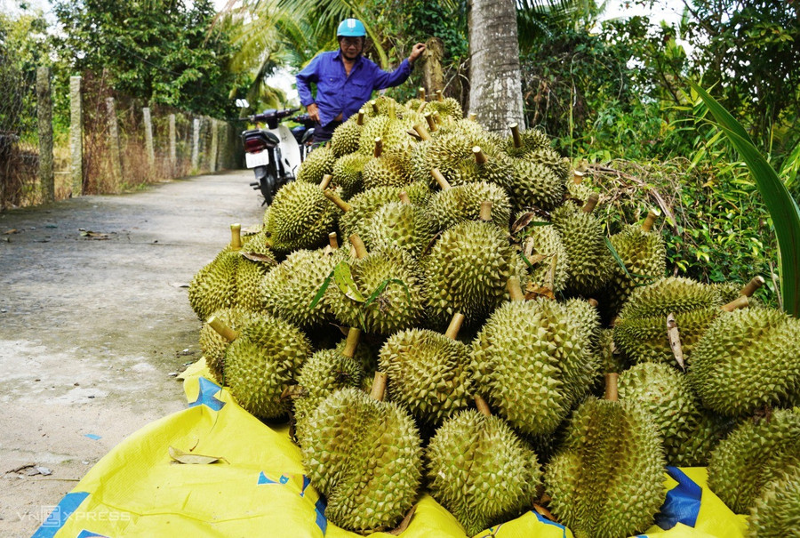 Thu hoạch sầu riêng tại thị xã Cai Lậy, Tiền Giang. Ảnh: Hoàng Nam/VnE 1.jpg