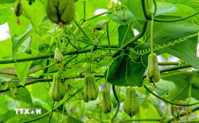 Những quả su nụ (chỉ lớn hơn 2 đầu ngón tay người lớn) khi luộc chín ăn rất ngọt, giòn dai, trở thành món ăn đặc sản, dân dã của vùng Bảy Núi An Giang. (Ảnh: Công Mạo/TTXVN)