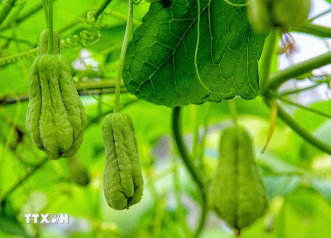 Xuyên qua những vườn su nụ màu xanh ngọc treo lơ lửng giữa không trung. (Ảnh: Công Mạo/TTXVN)