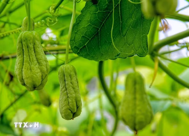 Xuyên qua những vườn su nụ màu xanh ngọc treo lơ lửng giữa không trung. (Ảnh: Công Mạo/TTXVN)