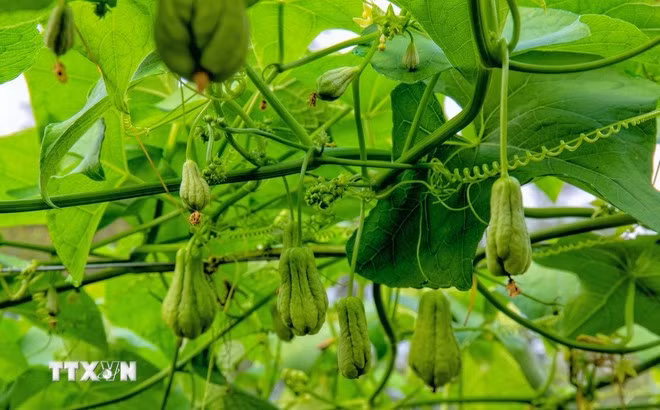 Những quả su nụ (chỉ lớn hơn 2 đầu ngón tay người lớn) khi luộc chín ăn rất ngọt, giòn dai, trở thành món ăn đặc sản, dân dã của vùng Bảy Núi An Giang. (Ảnh: Công Mạo/TTXVN)